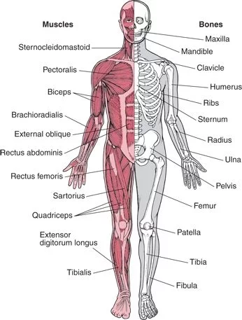 Diseases of the musculoskeletal system
