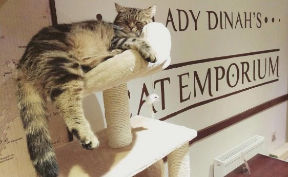Lady Dinah’s Cat Emporium