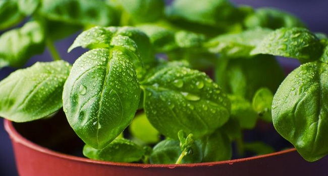 Interesting Facts About Basil