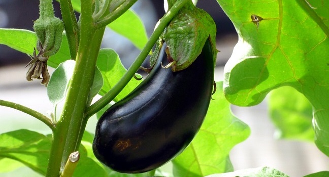 Interesting Facts About Eggplant