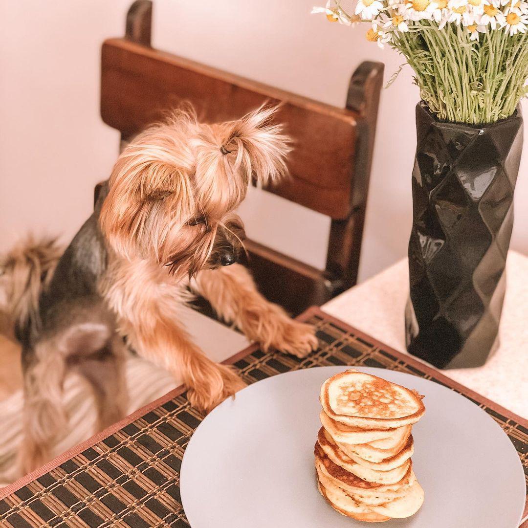 Feeding Yorkie with Natural Food  