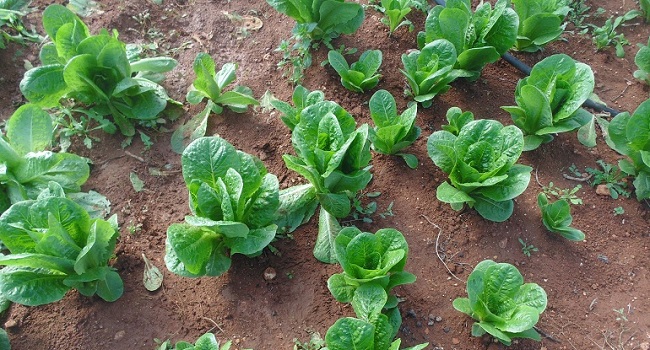 10 Interesting Facts About Lettuce