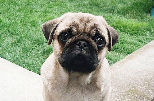 Pug Dog: What to Feed?