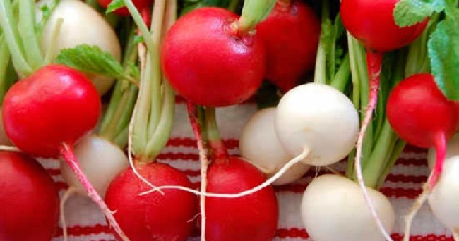 Facts About Radishes