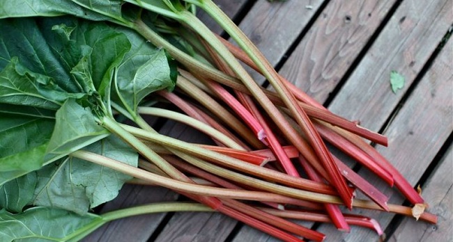 14 Interesting Facts About Rhubarbs