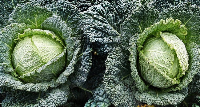 Facts About Savoy Cabbages