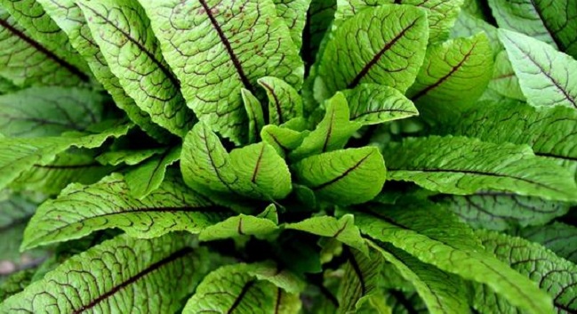Facts About Sorrel Leaves