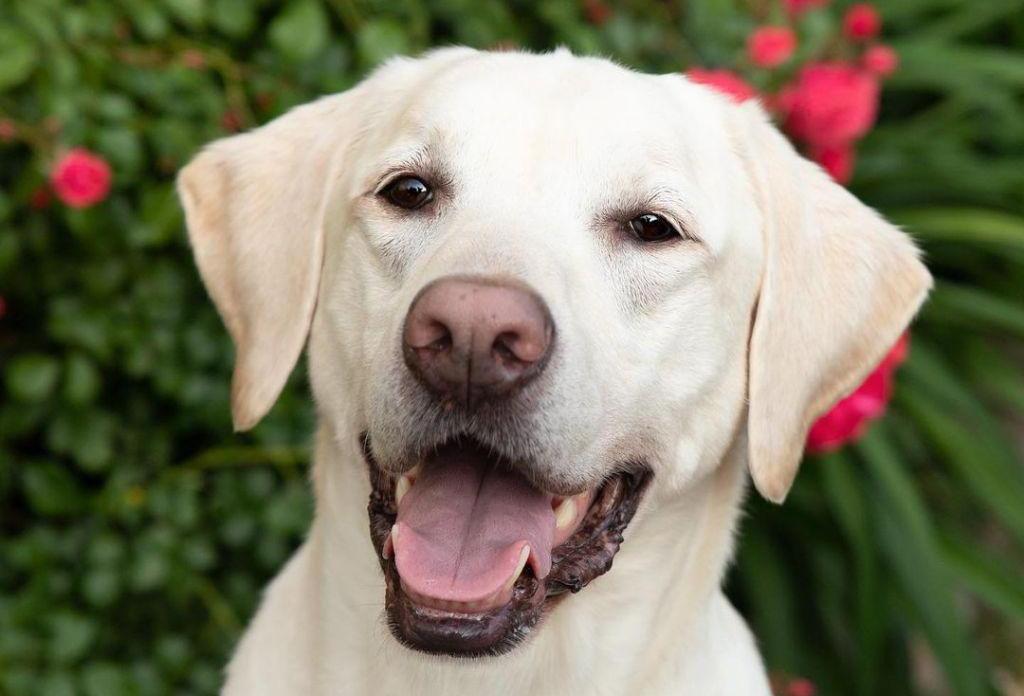 Labrador Dog: What to Feed?