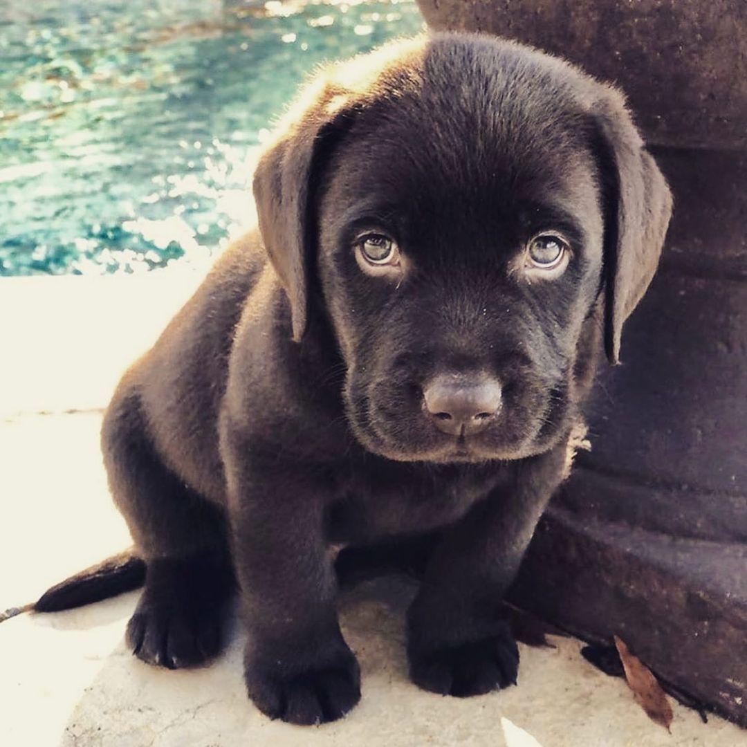 Meat in the Labrador’s diet  