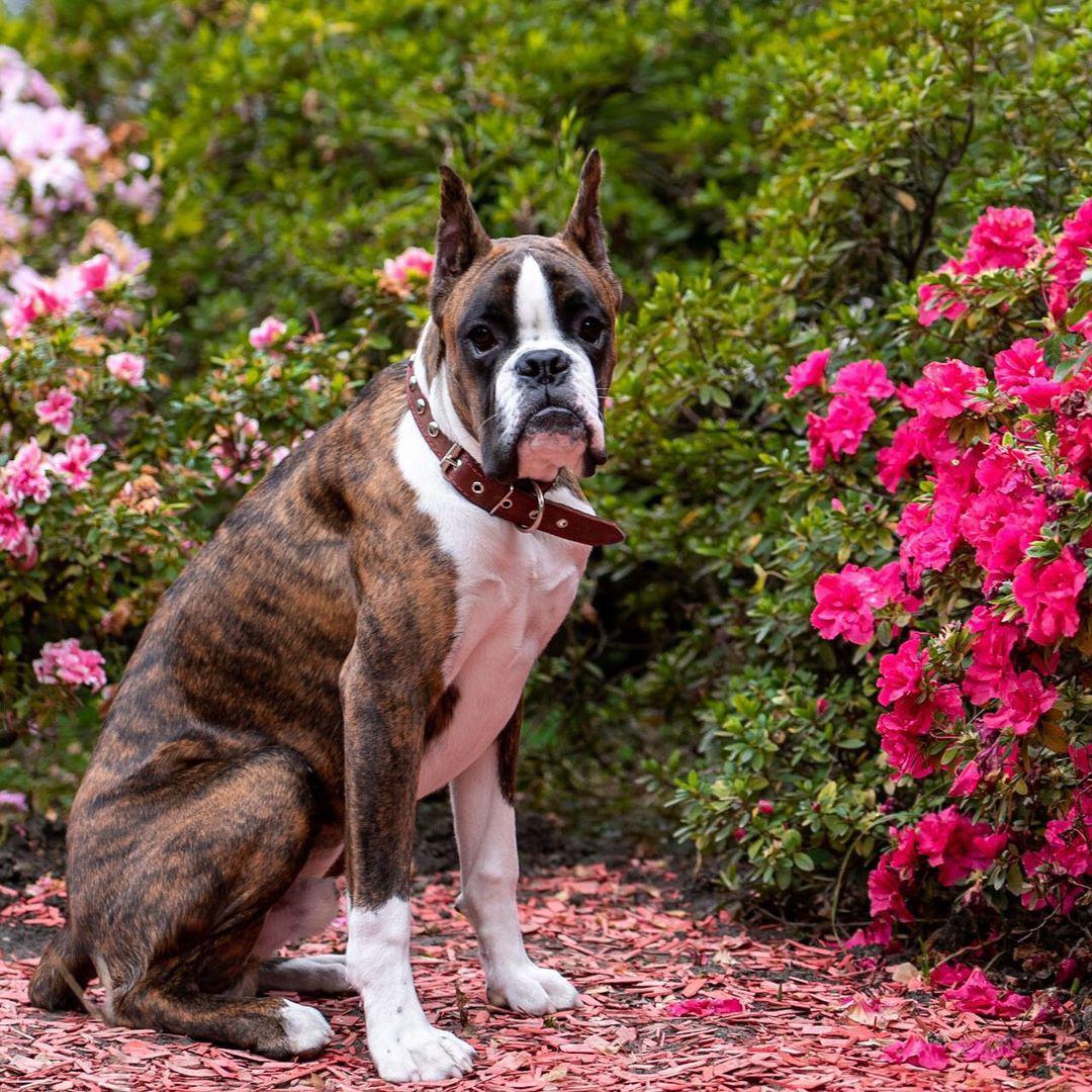 Feeding Boxers with Natural Food  