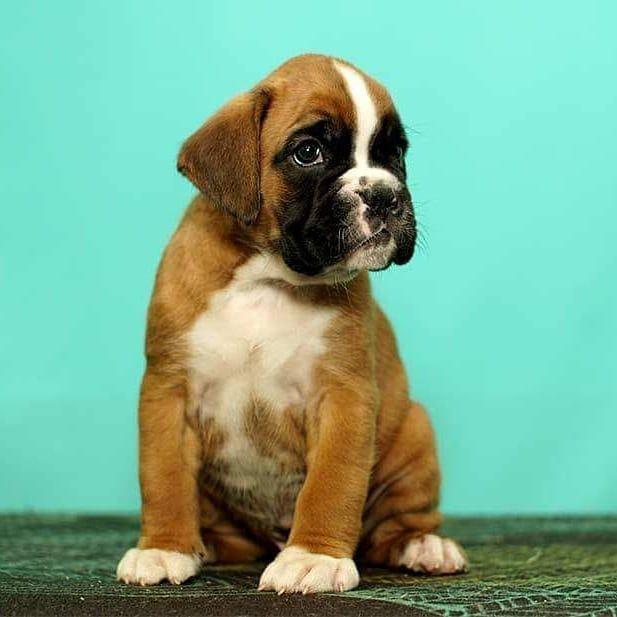 Feeding Boxer Puppies  