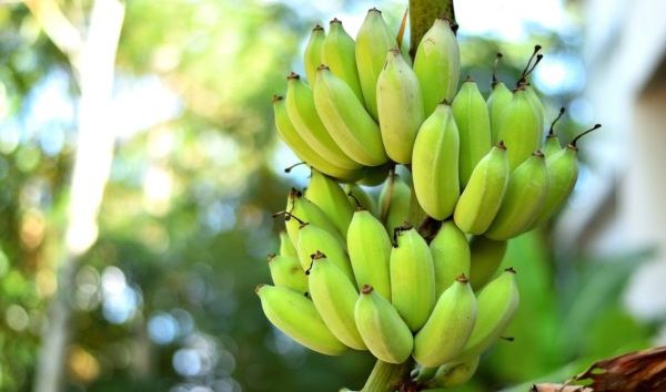 Facts About Bananas