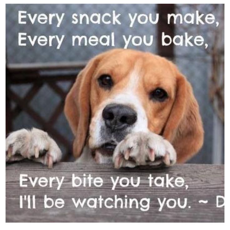 Best Beagle & Food Memes of All Time