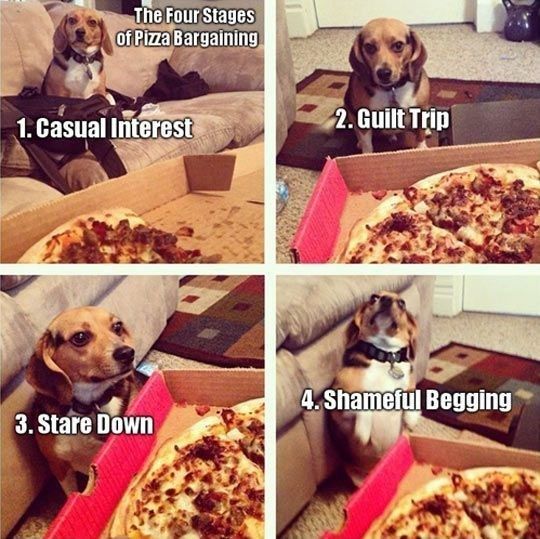 Best Beagle & Food Memes of All Time