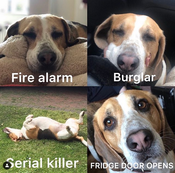 Best Beagle & Food Memes of All Time