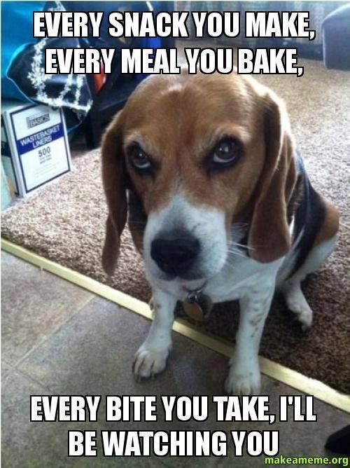 Best Beagle & Food Memes of All Time