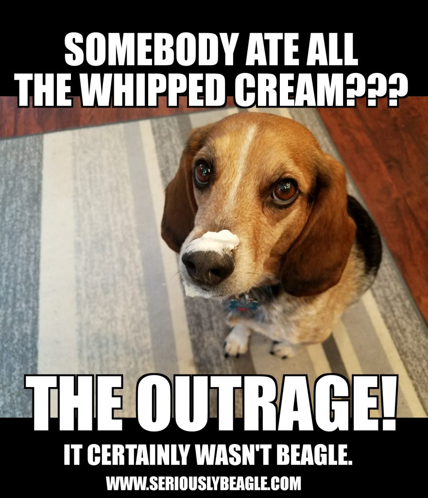 Best Beagle & Food Memes of All Time