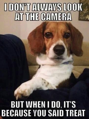 Best Beagle & Food Memes of All Time