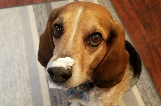 Best Beagle & Food Memes of All Time