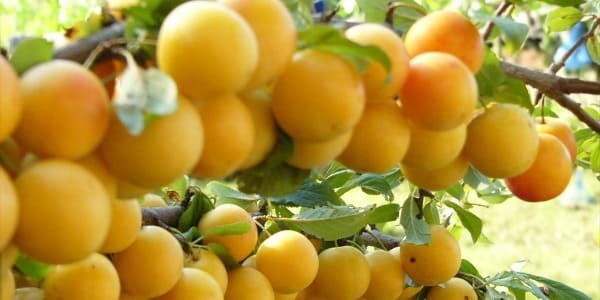 14 Interesting Facts About Cherry Plum