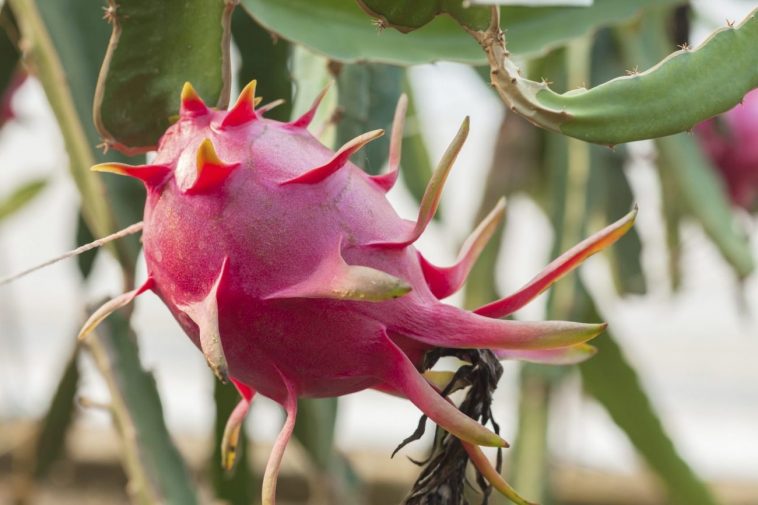 17 Wonderful Facts About Dragon Fruit