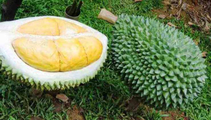 Facts About Durian