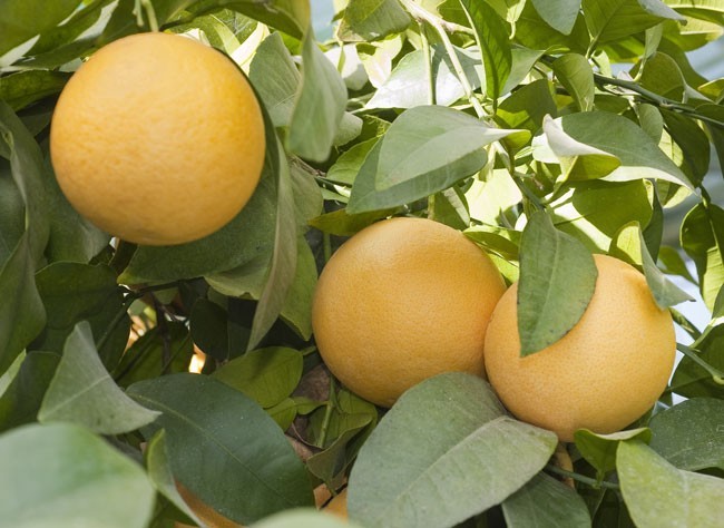 15 Appealing Facts About Pomelo