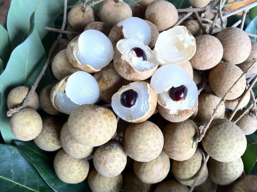 12 Compulsive Facts About Longan – the Dragon`s Eye