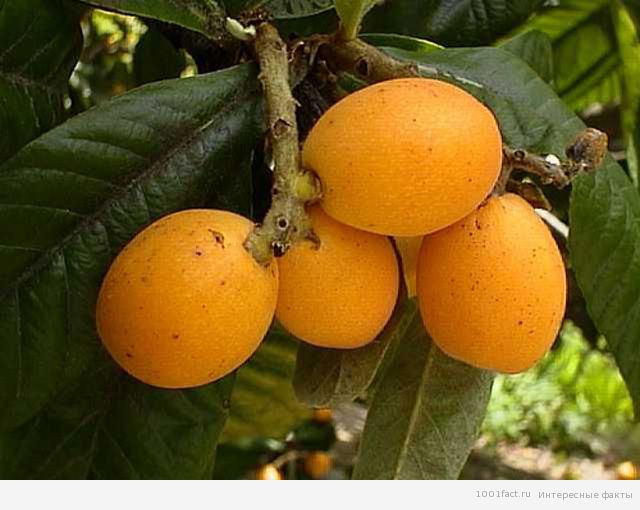 Facts About Medlar