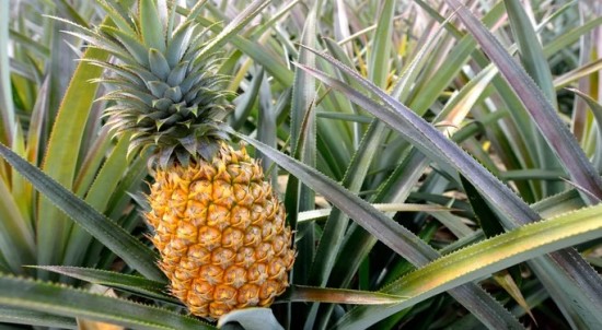 Informative Facts About Pineapples