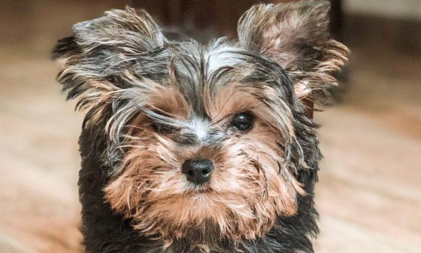 Feeding Yorkie Puppies  