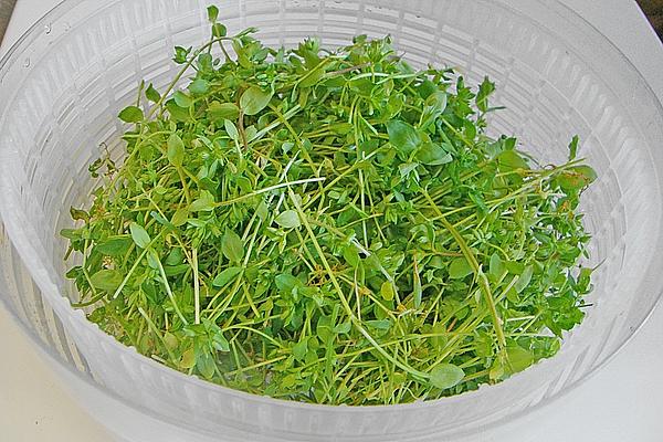 Chickweed Paste