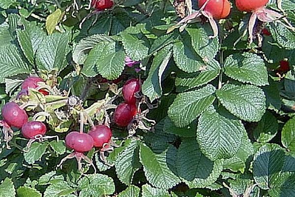 Rose Hip Chutney