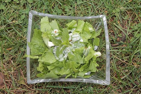 Salad with Lemon Balm Dressing