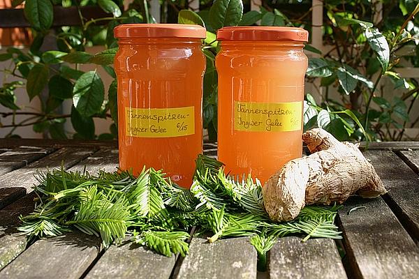 Spruce Tip Jelly with Ginger